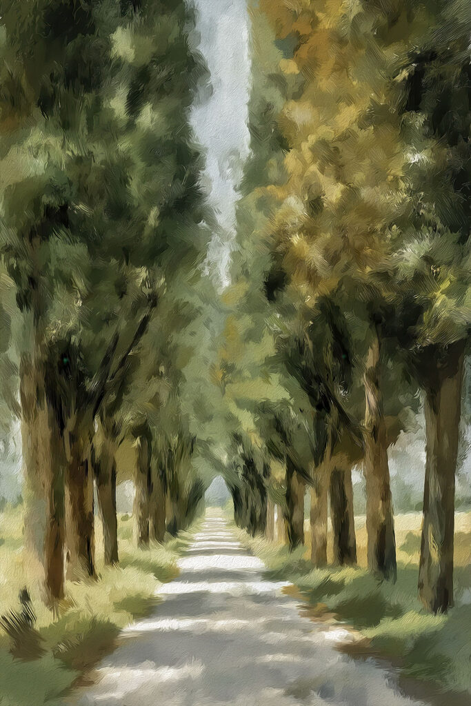 Road lined with trees