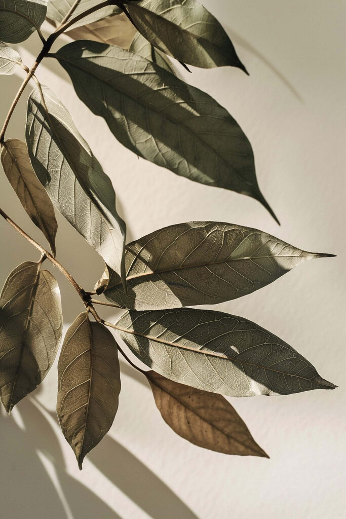 Nature's beauty captured in delicate leaves Nature's beauty captured in delicate leaves