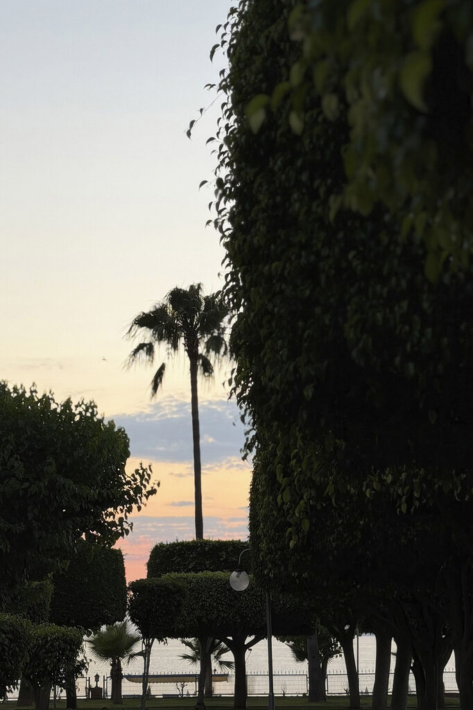 Palm trees and bushes Palm trees and bushes