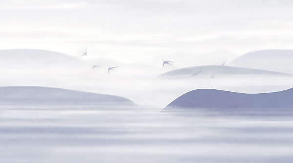 Birds flying in the sky Birds flying in the sky