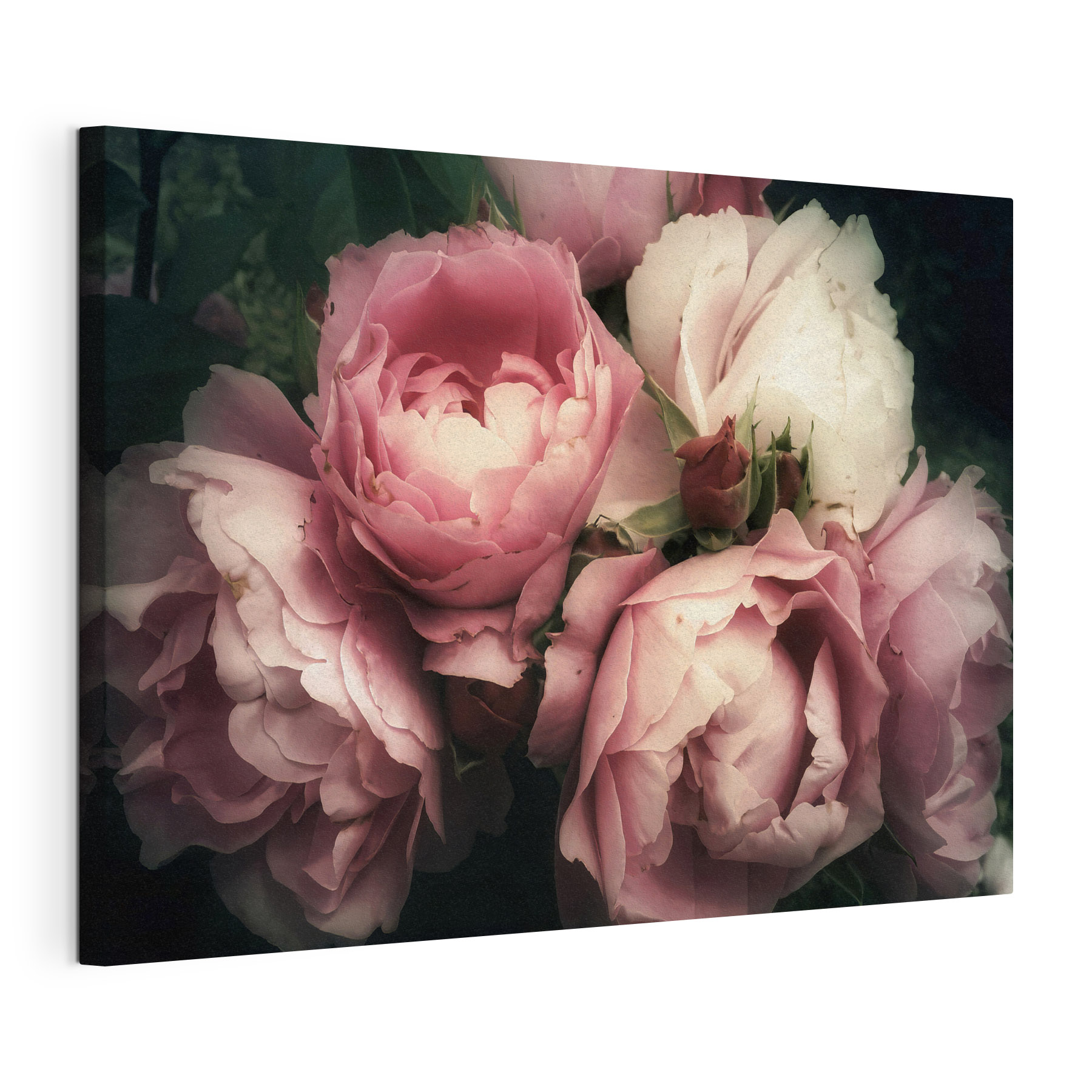 A group of pink and white roses