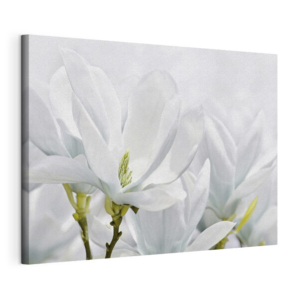 Close up of white flowers
