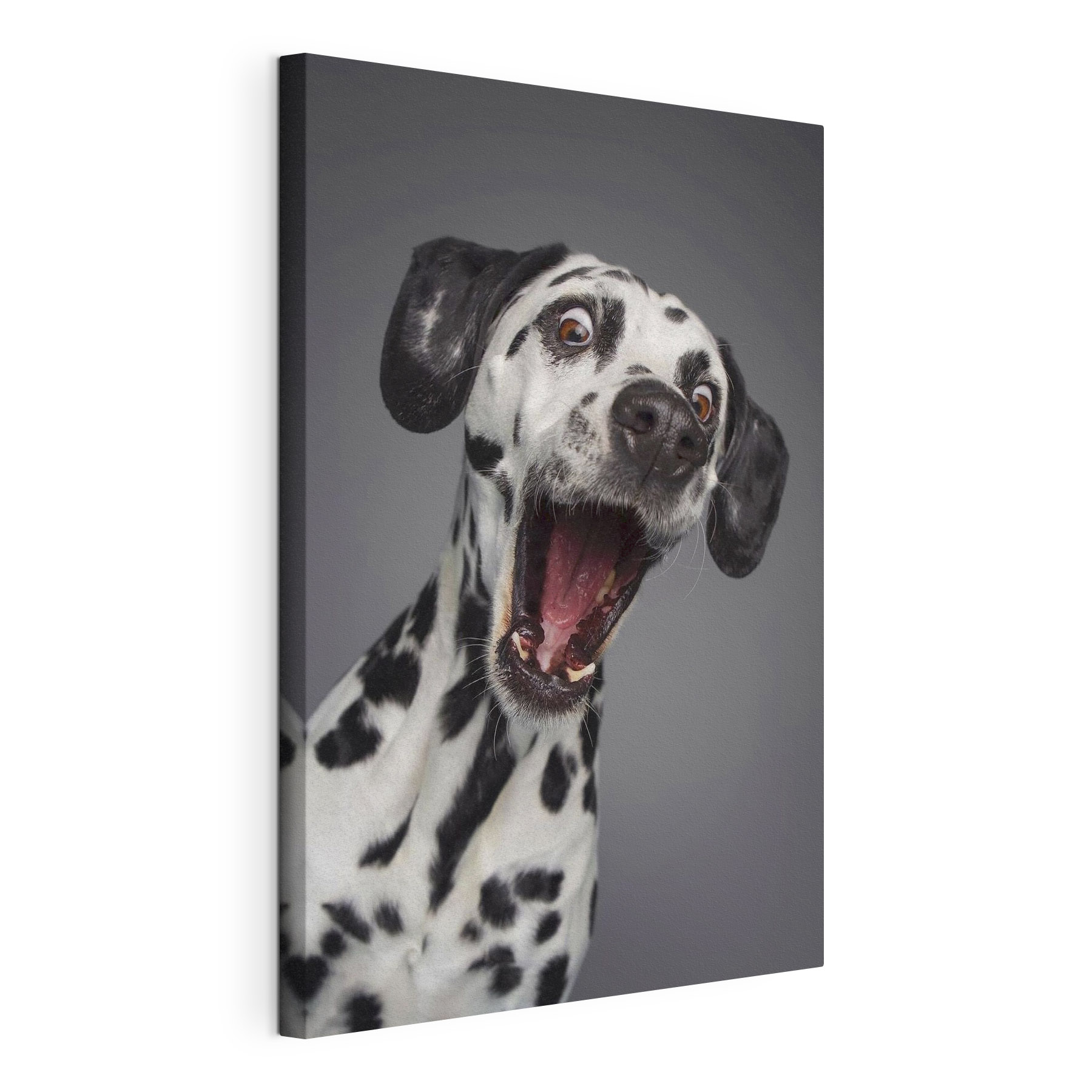 A dog with its mouth open