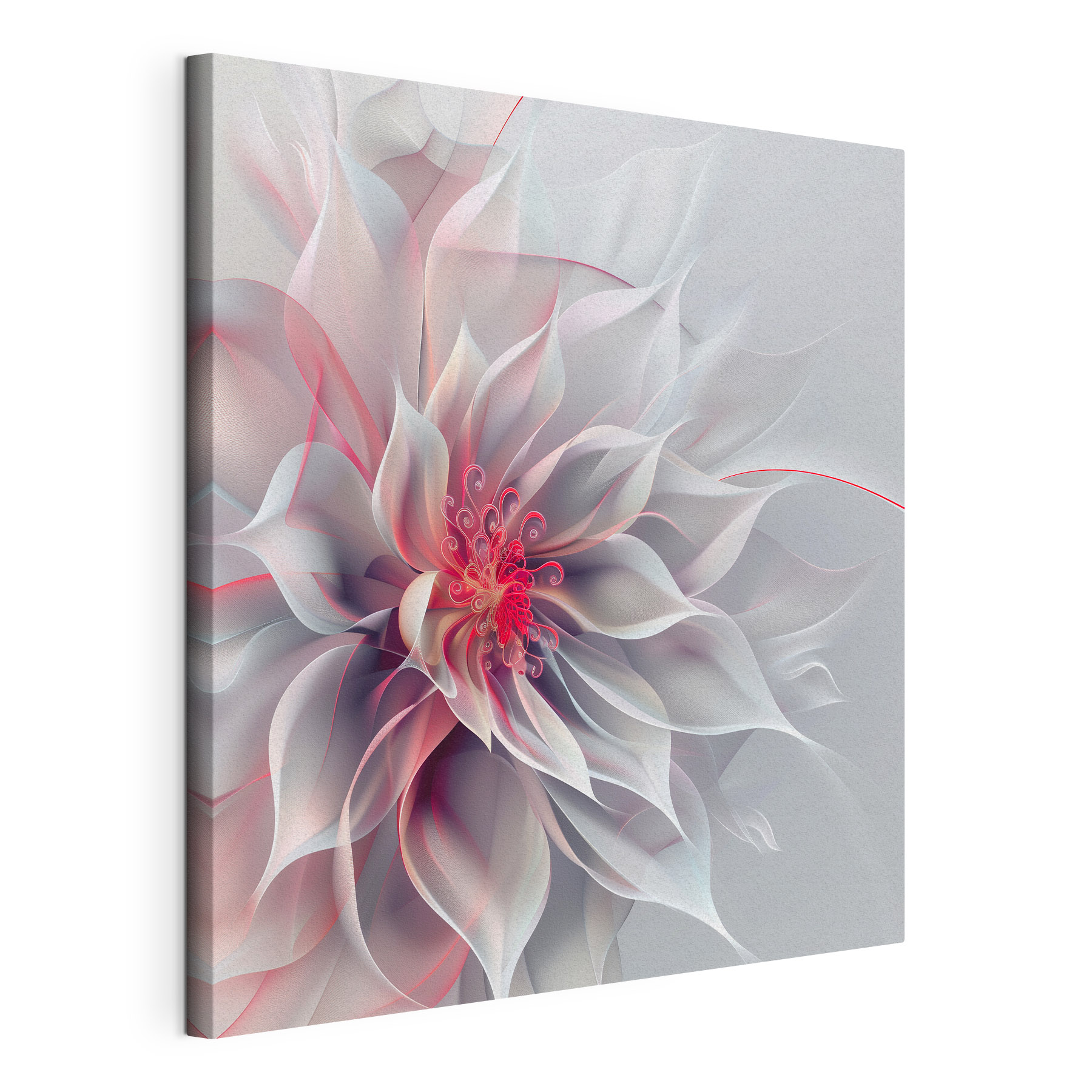 White and pink flower