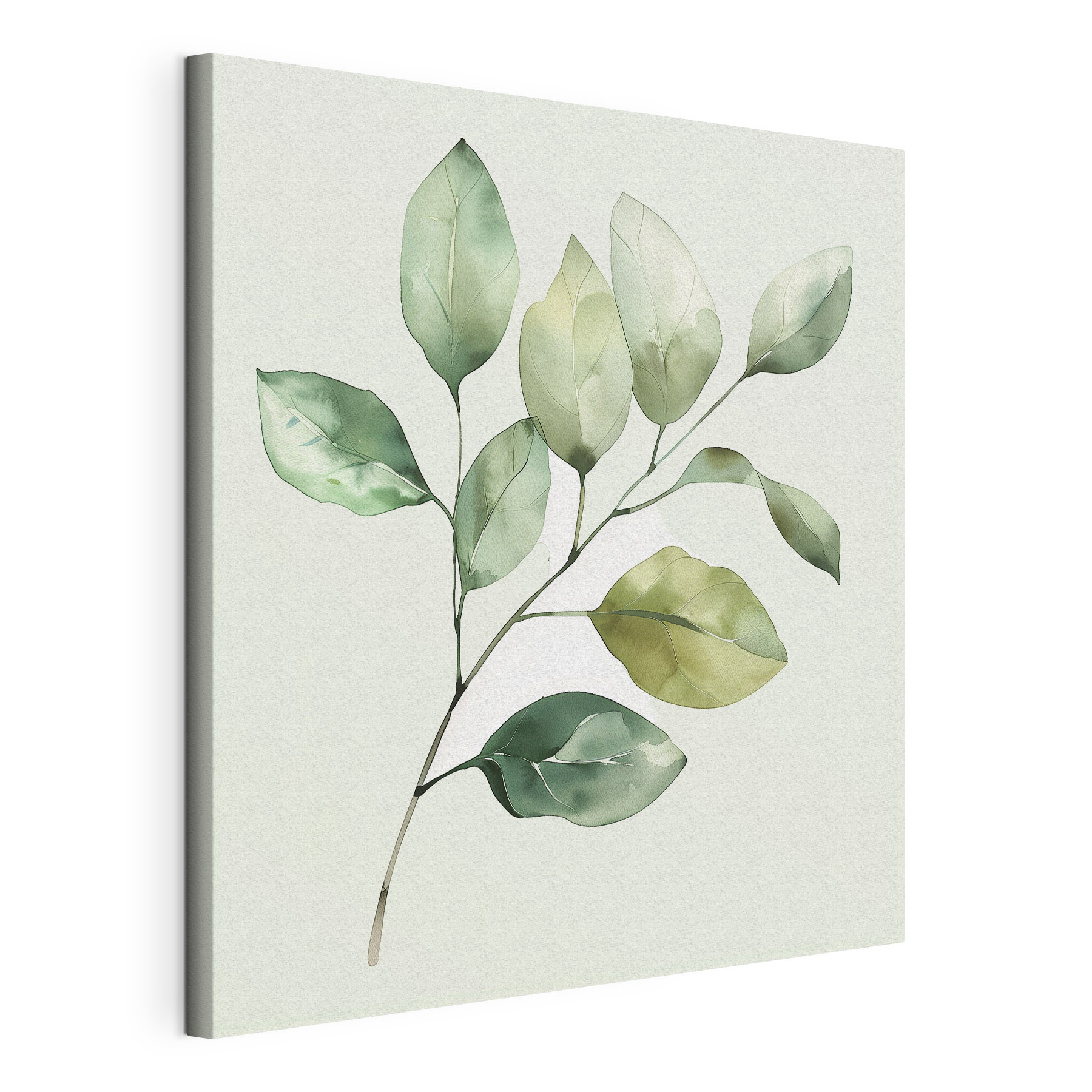 Green leafy plant with a white background