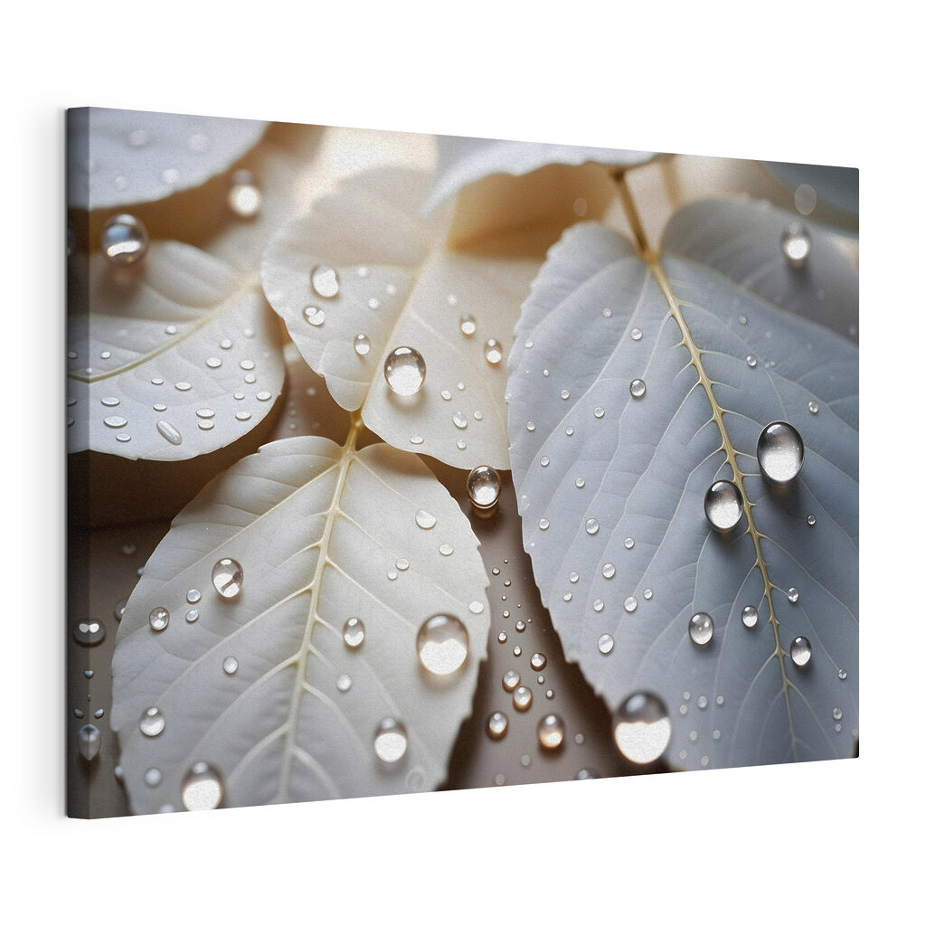 Nature's delicate droplets on leaves Nature's delicate droplets on leaves