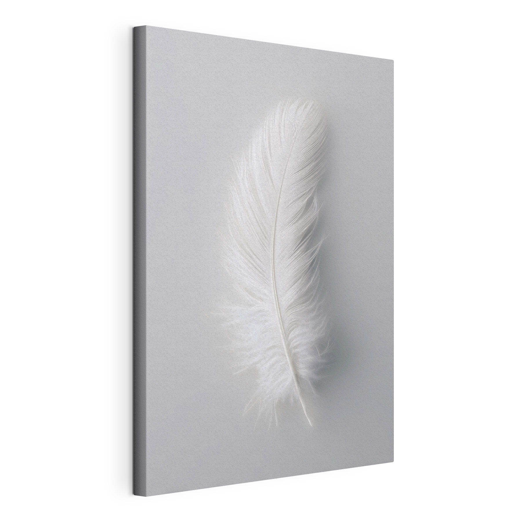 White feather on a white background
