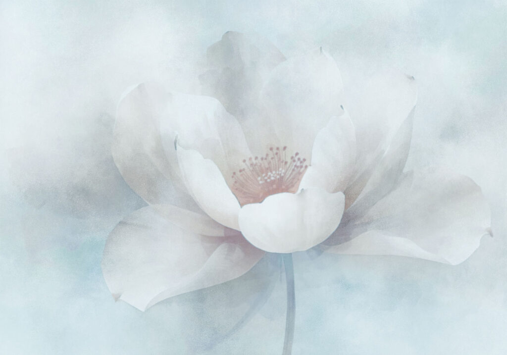 White flower with a red center White flower with a red center